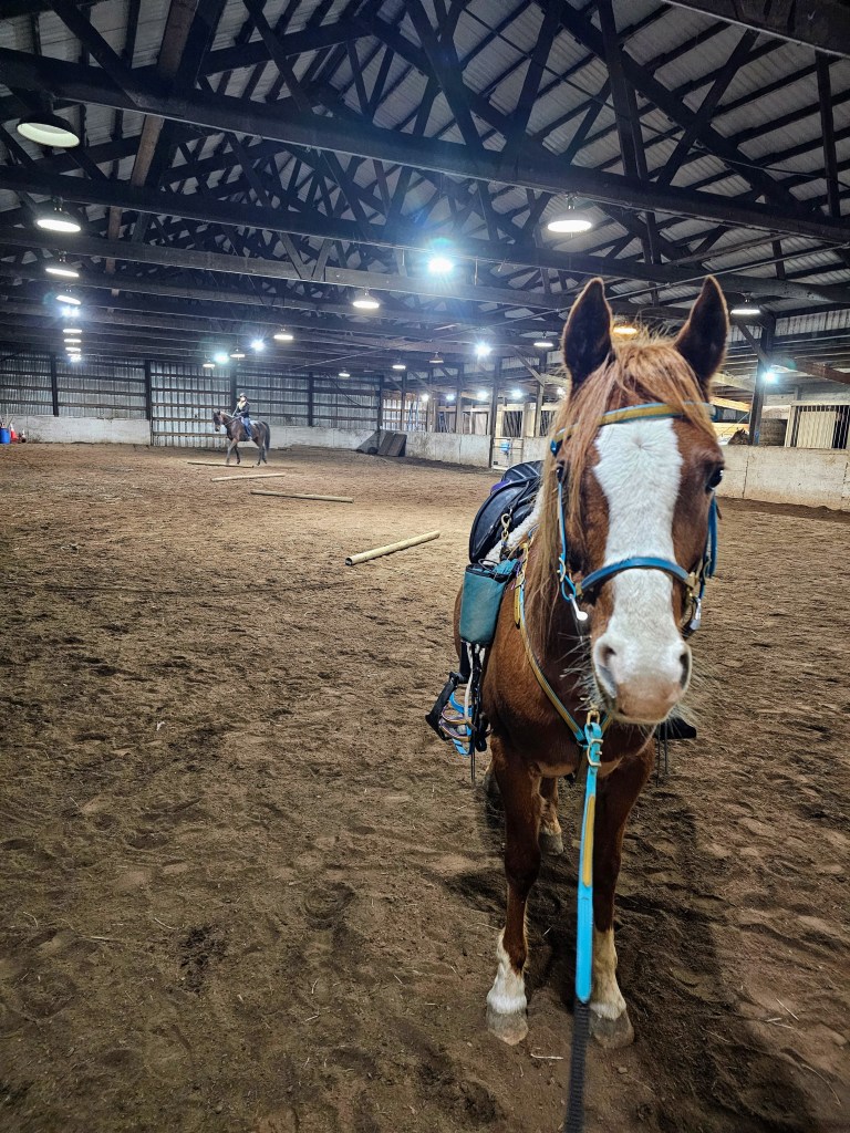Arena Work for Endurance Riding – Equine Distance Riding Association